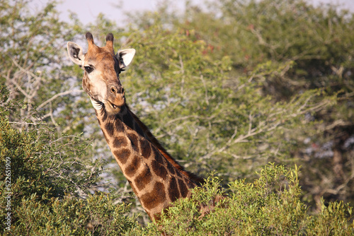 Canvas Print Giraffe / Giraffe / Giraffa camelopardalis