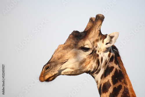 Photography Giraffe / Giraffe / Giraffa camelopardalis