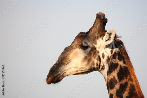 Photography Giraffe / Giraffe / Giraffa camelopardalis