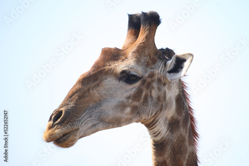 Photography Giraffe / Giraffe / Giraffa camelopardalis
