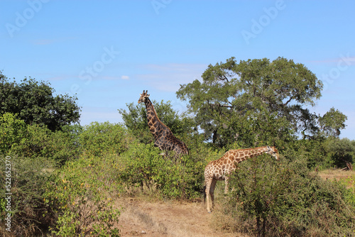 Photography Giraffe / Giraffe / Giraffa camelopardalis