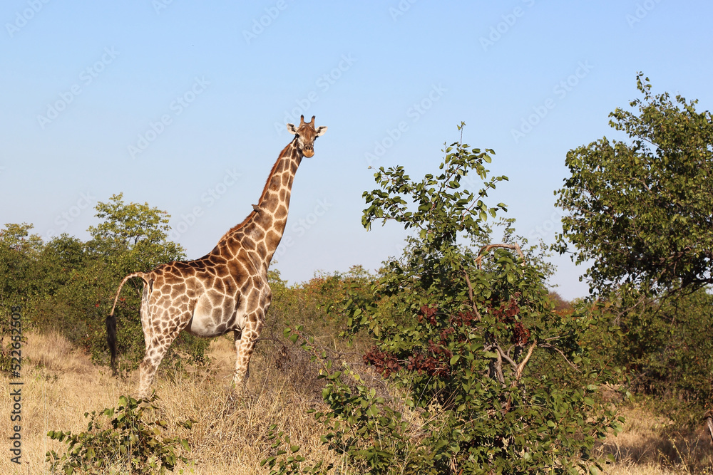 Giraffe / Giraffe / Giraffa camelopardalis Giraffe / Giraffe / Giraffa camelopardalis