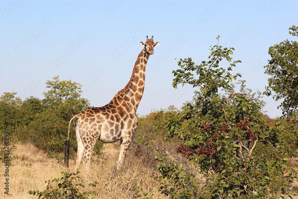 Giraffe / Giraffe / Giraffa camelopardalis Giraffe / Giraffe / Giraffa camelopardalis