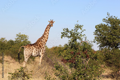 Photography Giraffe / Giraffe / Giraffa camelopardalis