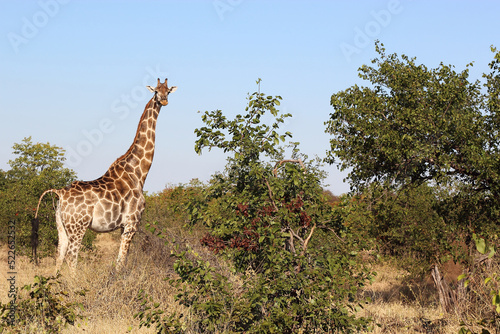 Photography Giraffe / Giraffe / Giraffa camelopardalis