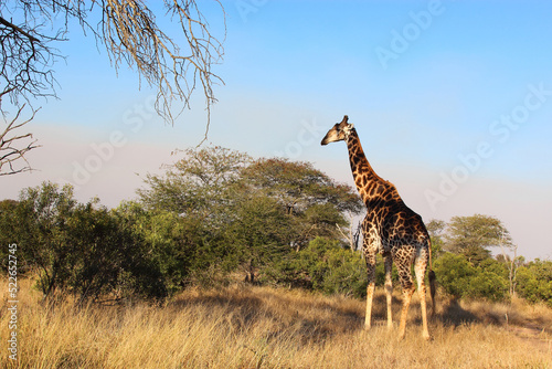 Photography Giraffe / Giraffe / Giraffa camelopardalis