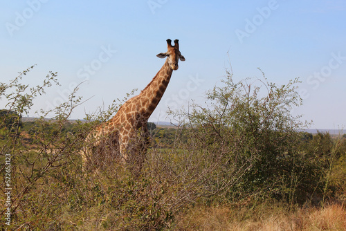 Photography Giraffe / Giraffe / Giraffa camelopardalis