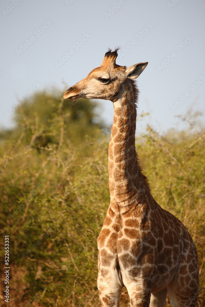 Obraz premium Giraffe / Giraffe / Giraffa camelopardalis