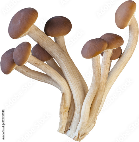 Fotografia isolated enoki mushroom cutout on white background.