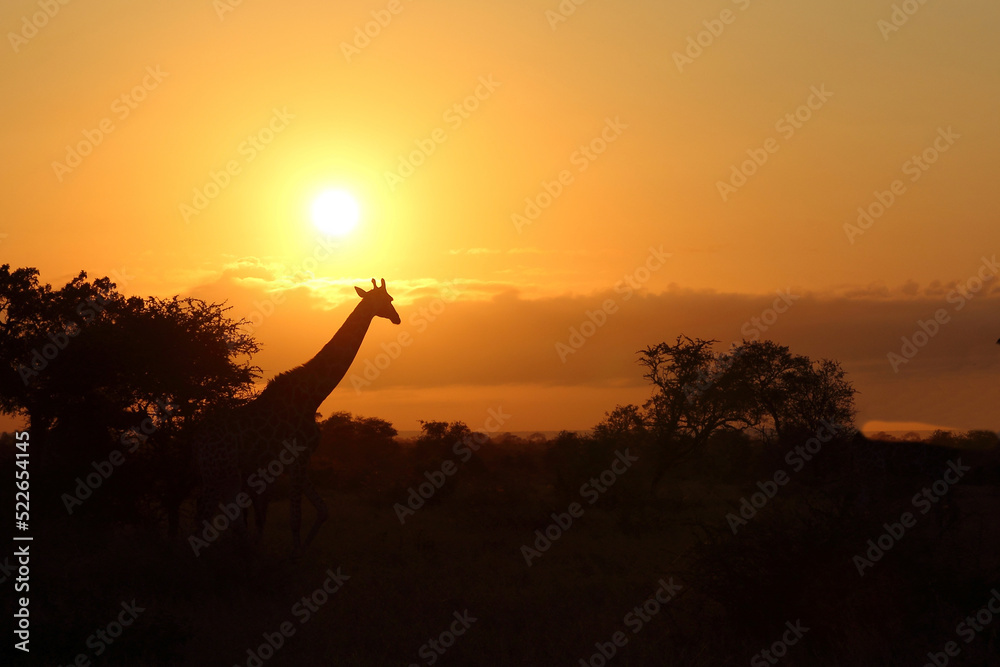 Giraffe / Giraffe / Giraffa camelopardalis