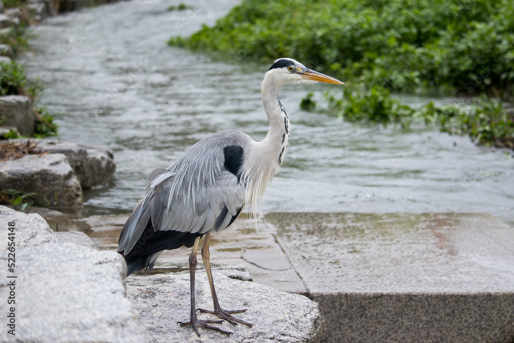 Fototapeta premium Gray heron standing on a rock in the rain.