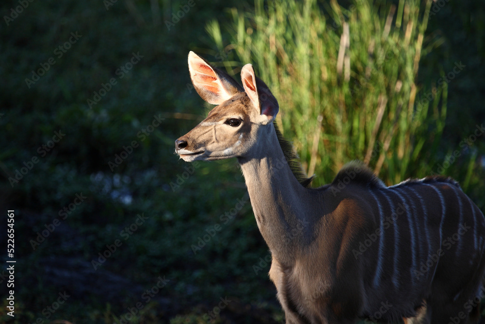 Großer Kudu / Greater kudu / Tragelaphus strepsiceros Großer Kudu / Greater kudu / Tragelaphus strepsiceros