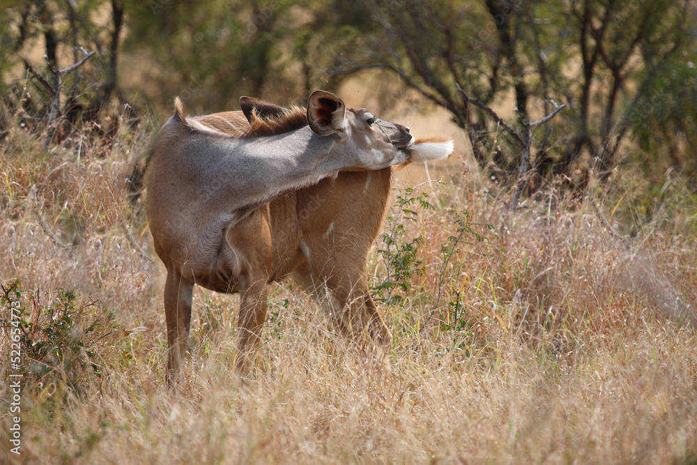 Fototapeta premium Großer Kudu / Greater kudu / Tragelaphus strepsiceros