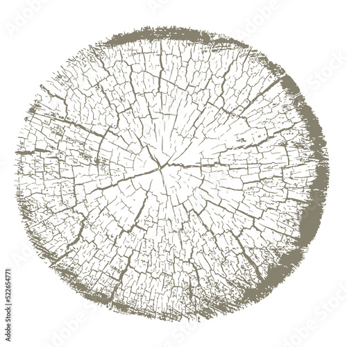 Cross section of tree trunk. Cracked texture of a tree stump.