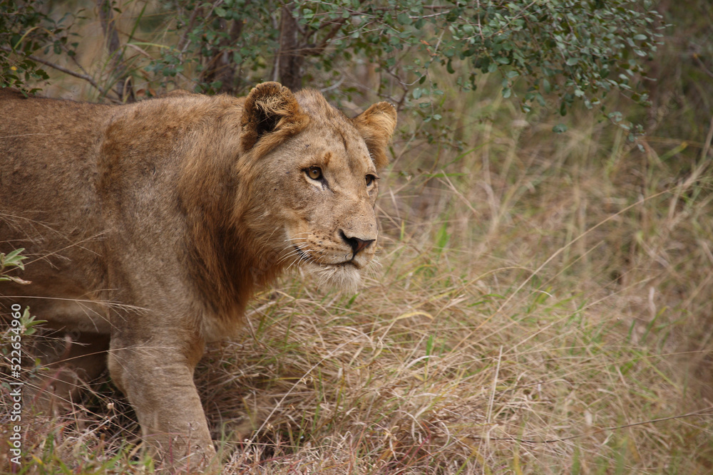 Afrikanischer Löwe / African lion / Panthera leo. Afrikanischer Löwe / African lion / Panthera leo.
