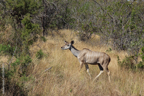 Gro  er Kudu   Greater kudu   Tragelaphus strepsiceros