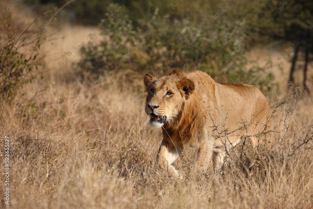 Afrikanischer Löwe / African lion / Panthera leo. Afrikanischer Löwe / African lion / Panthera leo.