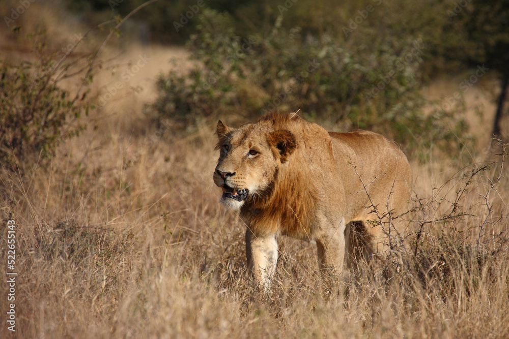 Afrikanischer Löwe / African lion / Panthera leo. Afrikanischer Löwe / African lion / Panthera leo.