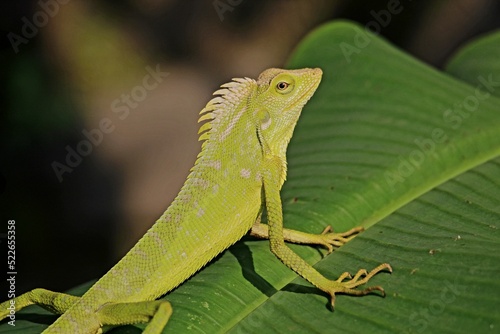 a chameleon is perched on a banana leaf in the morning portrait