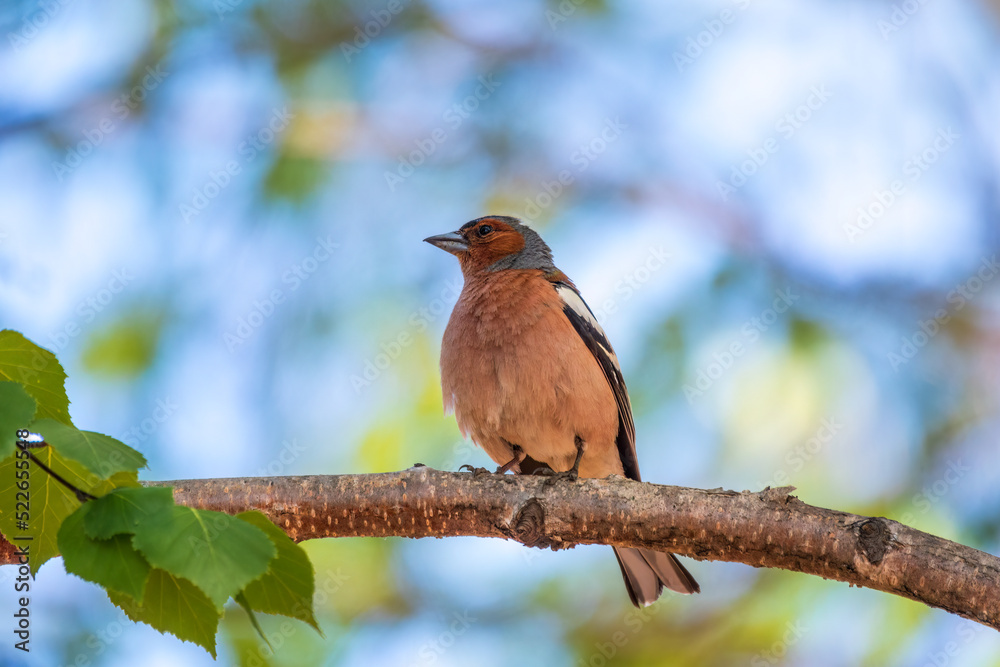 Common chaffinch, Fringilla coelebs, sits on a branch in spring on green background. Common chaffinch in wildlife. Common chaffinch, Fringilla coelebs, sits on a branch in spring on green background. Common chaffinch in wildlife.
