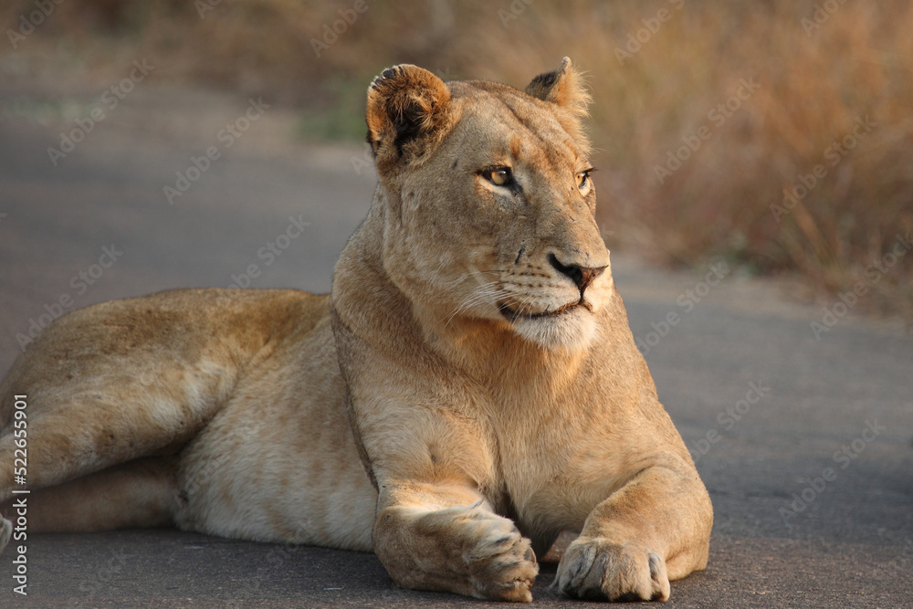 Afrikanischer Löwe / African lion / Panthera leo. Afrikanischer Löwe / African lion / Panthera leo.