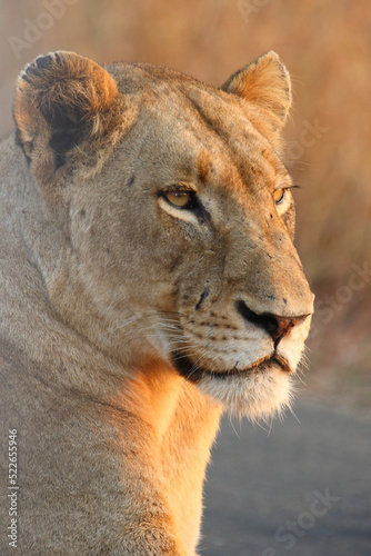 Afrikanischer Löwe / African lion / Panthera leo.