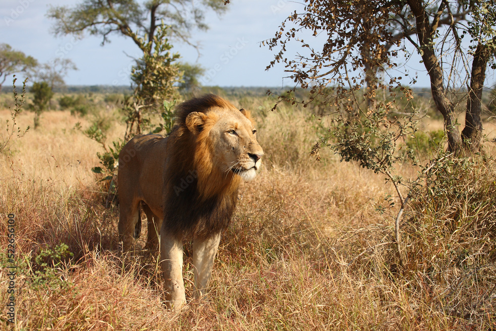 Fototapeta premium Afrikanischer Löwe / African lion / Panthera leo.