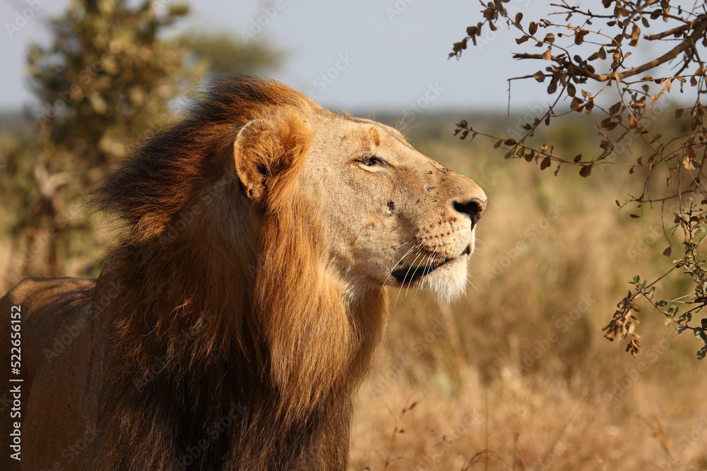 Fototapeta premium Afrikanischer Löwe / African lion / Panthera leo.