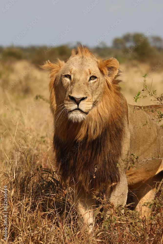 Fototapeta premium Afrikanischer Löwe / African lion / Panthera leo.