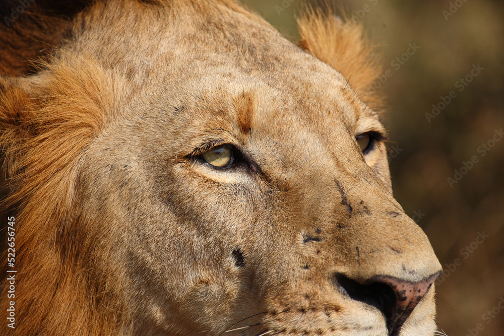 Afrikanischer Löwe / African lion / Panthera leo. Afrikanischer Löwe / African lion / Panthera leo.
