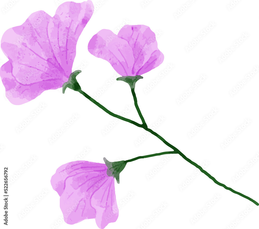 Fototapeta premium Watercolor Flower Illustration