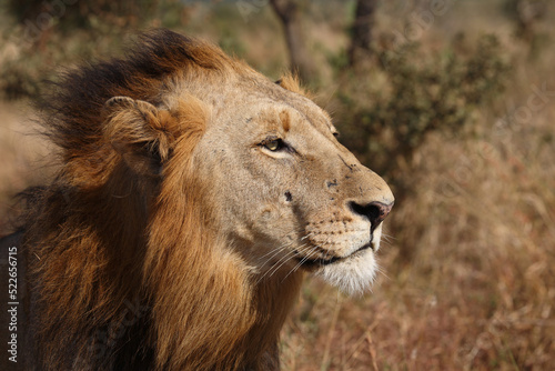 Afrikanischer L  we   African lion   Panthera leo.