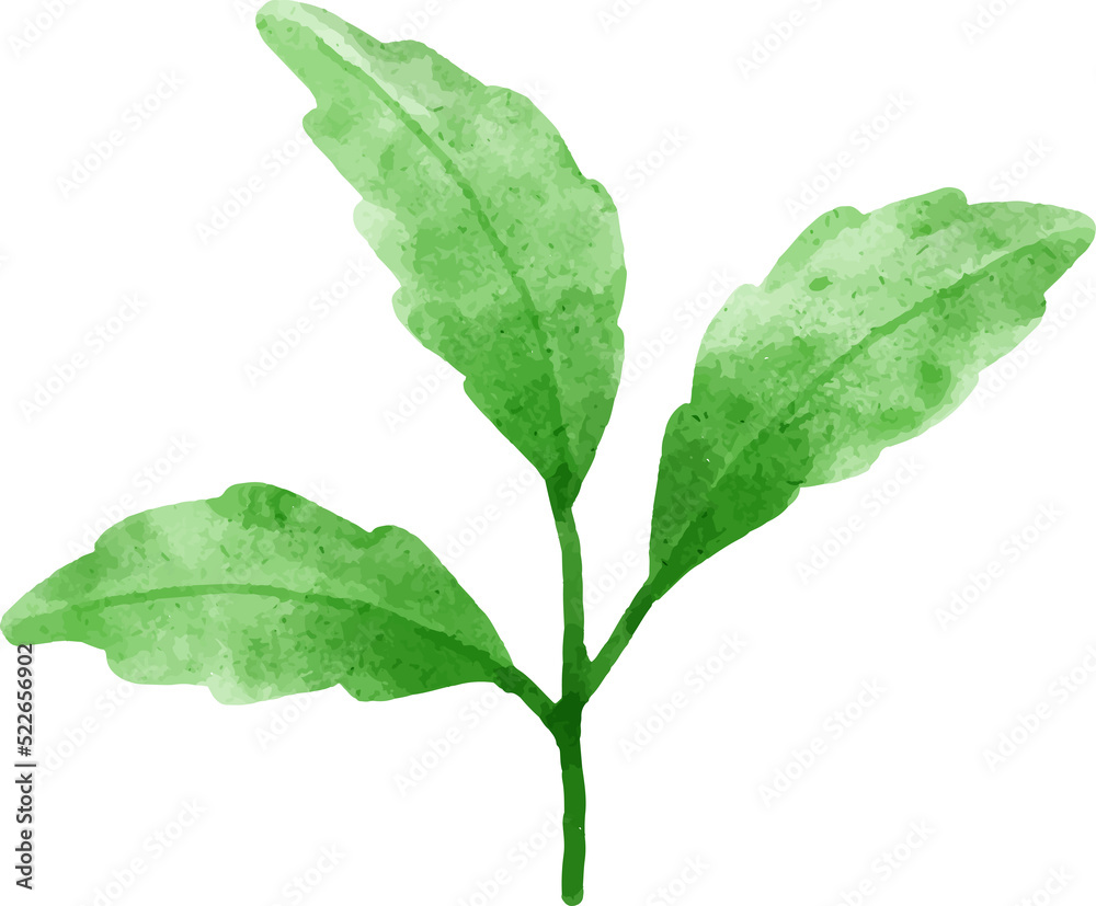 Leaves Watercolor Illustration Leaves Watercolor Illustration