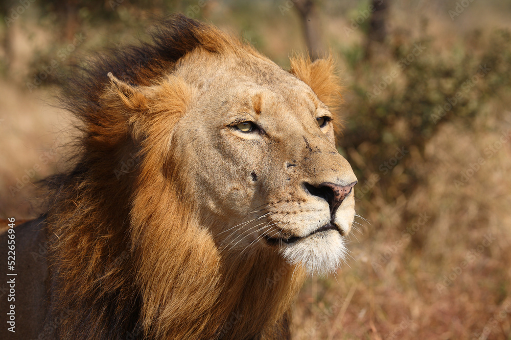 Afrikanischer Löwe / African lion / Panthera leo. Afrikanischer Löwe / African lion / Panthera leo.