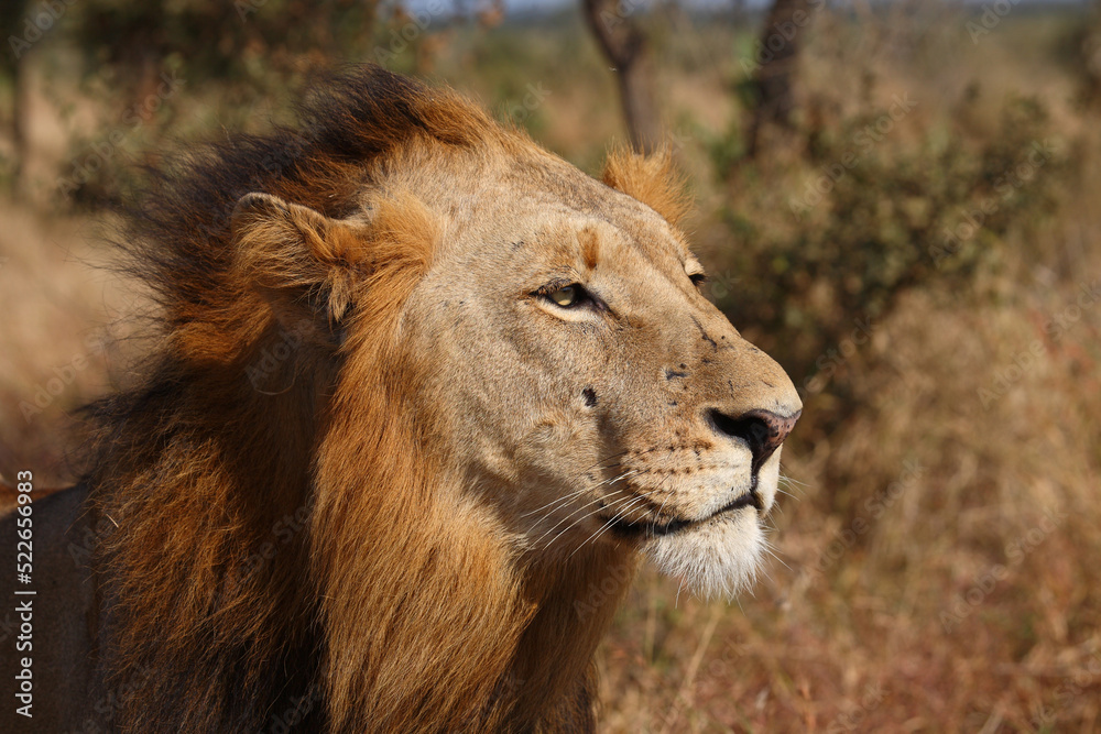 Obraz premium Afrikanischer Löwe / African lion / Panthera leo.