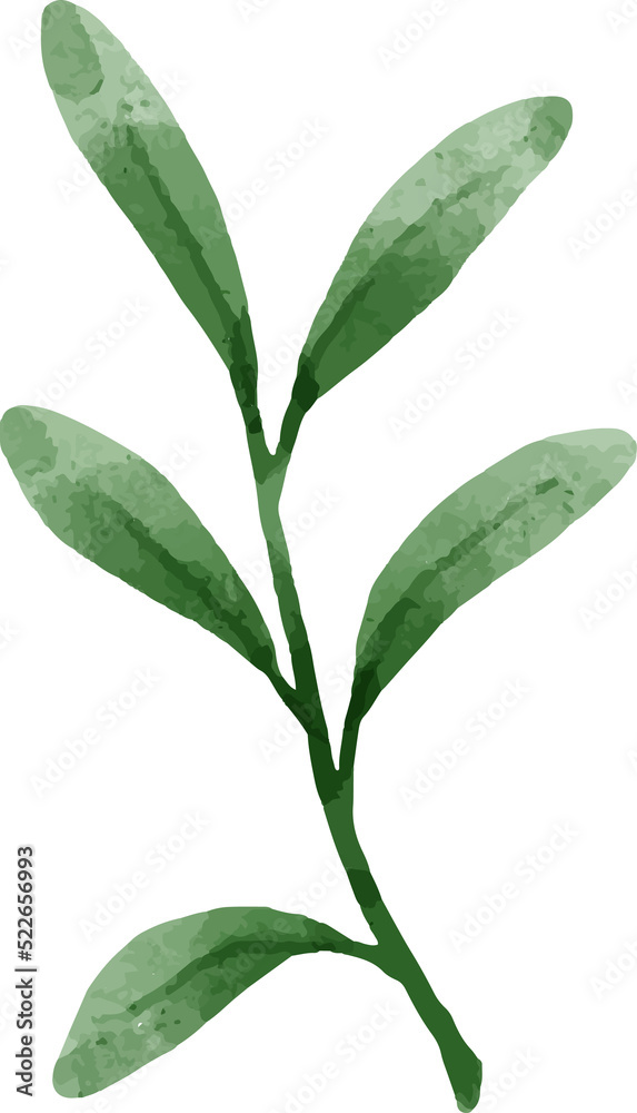 Leaves Watercolor Illustration Leaves Watercolor Illustration