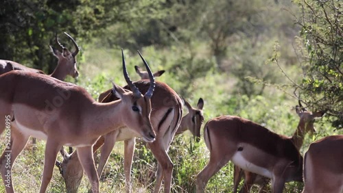 Impalas, which are herbivorous artiodactyl mammals, and the antelopes of the African savannah of South Africa, which cross paths on tourist safaris. photo