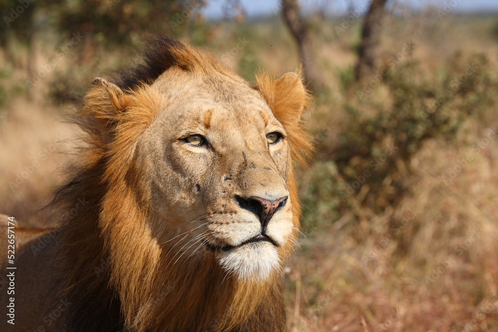 Fototapeta premium Afrikanischer Löwe / African lion / Panthera leo.