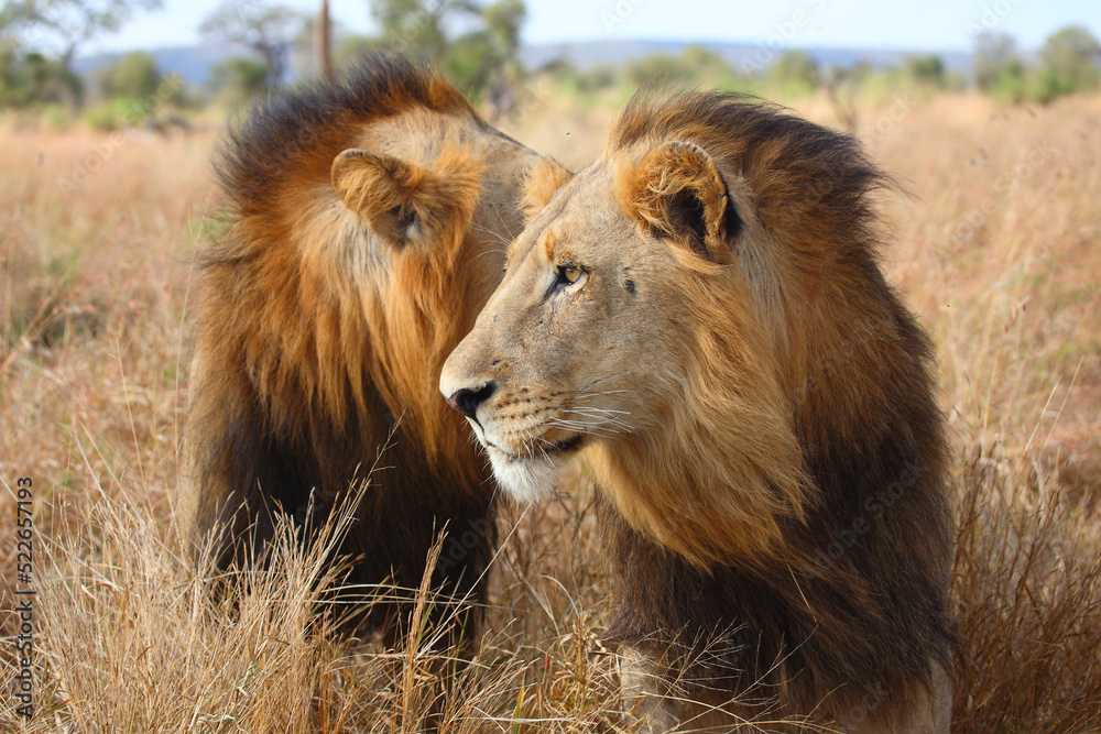 Afrikanischer Löwe / African lion / Panthera leo. Afrikanischer Löwe / African lion / Panthera leo.