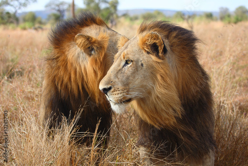 Afrikanischer Löwe / African lion / Panthera leo. © Ludwig