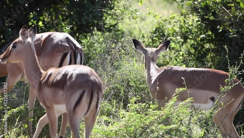 Impalas enjoying the African savannah these herbivorous artiodactyls live in the wildlife, these antelopes of the African savannah of South Africa come across on tourist safaris.