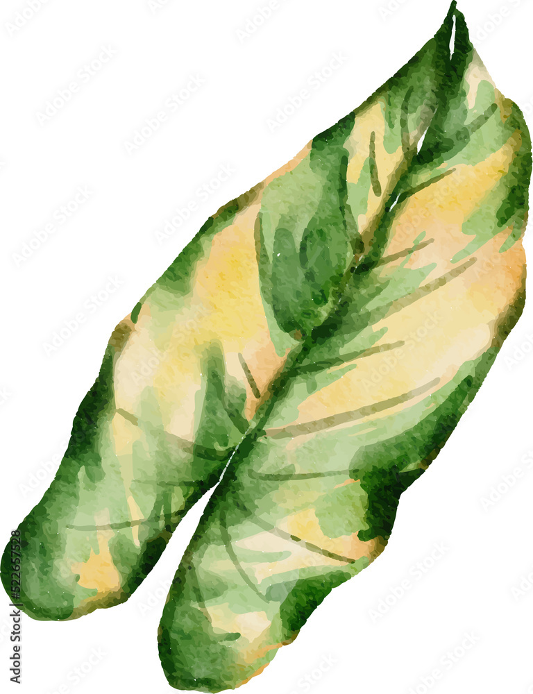 Naklejka premium Monstera plant leaf watercolor