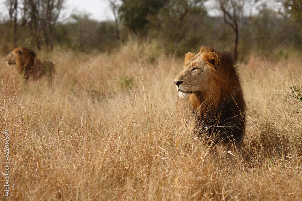 Afrikanischer Löwe / African lion / Panthera leo. Afrikanischer Löwe / African lion / Panthera leo.