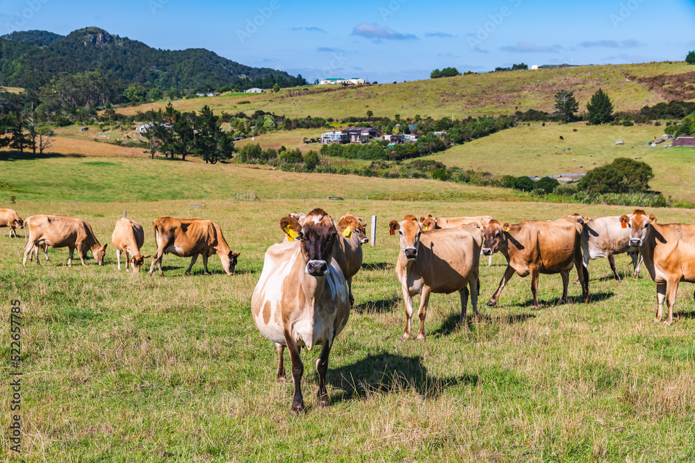Green hills and herd of cows in a sunny summer day