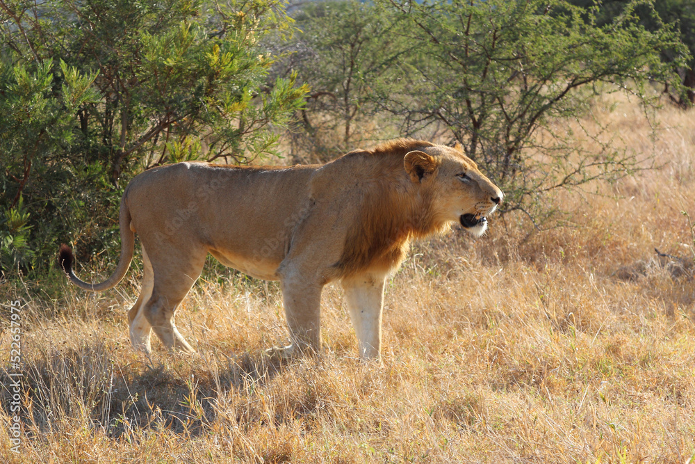 Fototapeta premium Afrikanischer Löwe / African lion / Panthera leo.