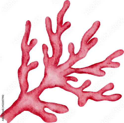 Watercolor Coral Illustration