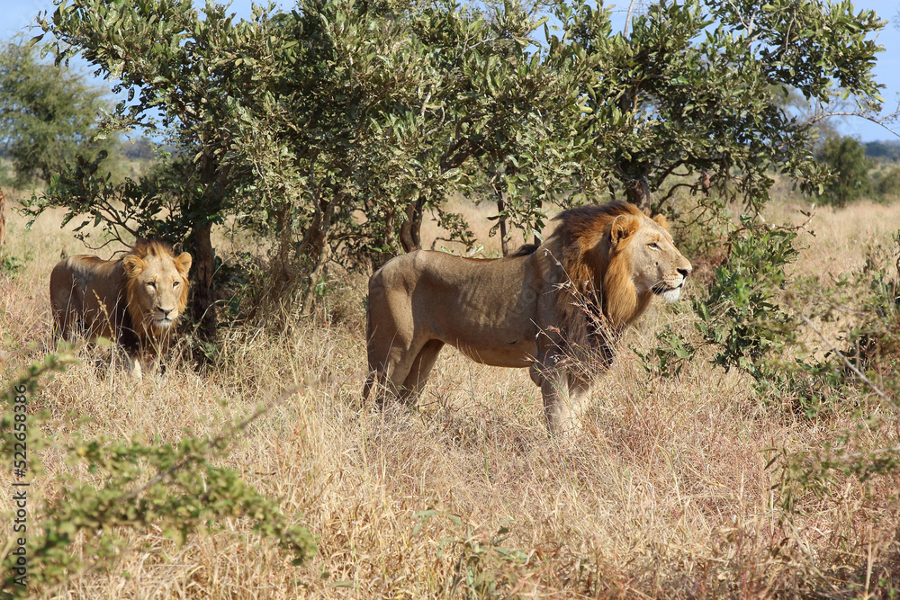 Afrikanischer Löwe / African lion / Panthera leo. Afrikanischer Löwe / African lion / Panthera leo.
