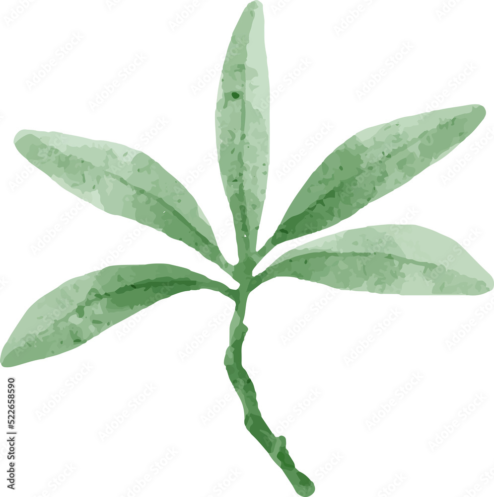 Fototapeta premium Hand painted watercolor leaves