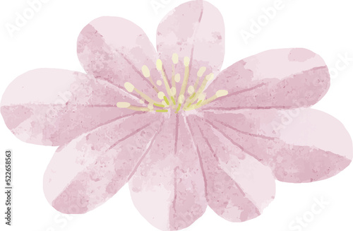 Fototapeta Naklejka Na Ścianę i Meble -  Watercolor Flower Cutout