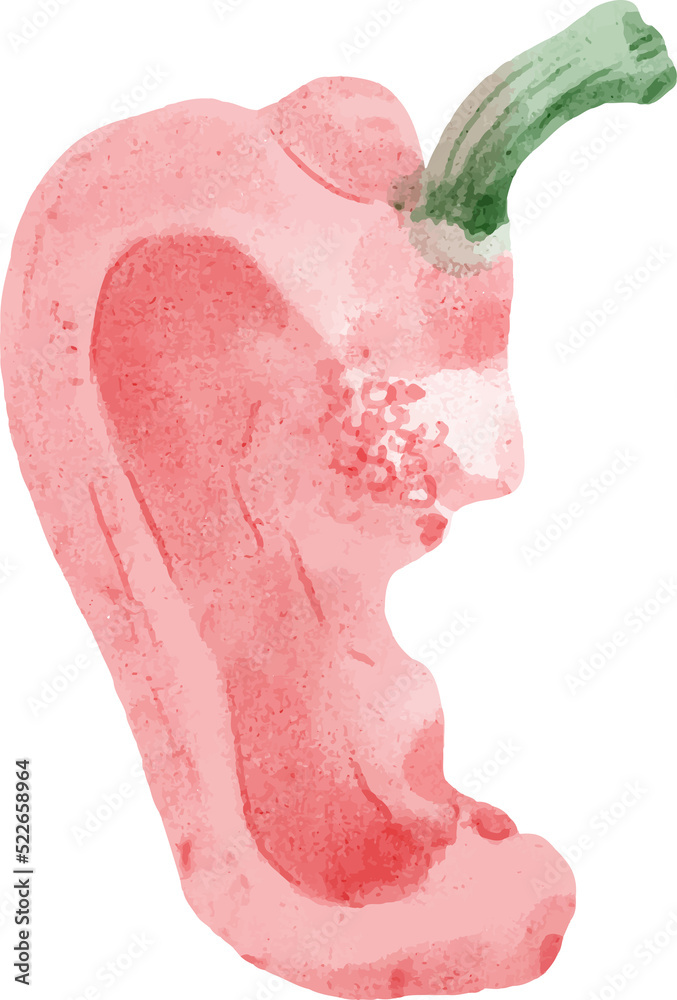 Fototapeta premium Red Bell Pepper Watercolor